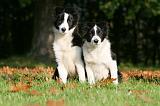 BORDER COLLIE 1325